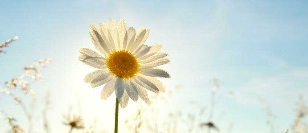Marguerite illuminée par le soleil